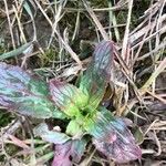 Epilobium tetragonum Лист