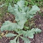 Papaver somniferum Habitus