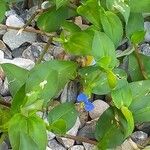 Commelina communis Blomst