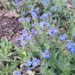 Anchusa officinalis Virág