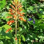Aloe amudatensis 花