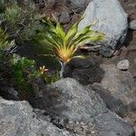 Cordyline mauritiana Hoja