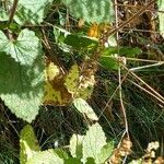 Teucrium scorodonia Hostoa