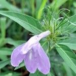 Justicia squarrosa Flor