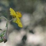Helianthemum nummularium Flower