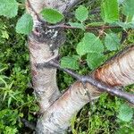 Betula humilis Casca