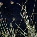 Juncus triglumis Celota