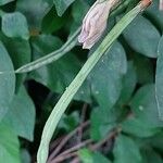 Centrosema virginianum Fruit