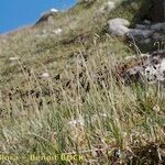 Carex atrofusca Elinympäristö