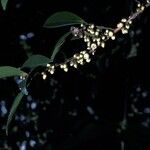 Eurya japonica फूल