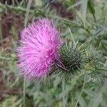 Cirsium vulgareŽiedas