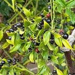 Sarcococca confusa Blatt