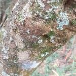Ehretia cymosa Corteza
