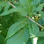 Eupatorium cannabinum Leaf