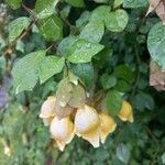 Gmelina philippensis Frunză
