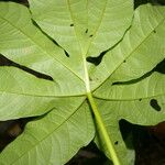 Distimake tuberosus Blatt