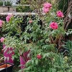 Paeonia × suffruticosa Характер