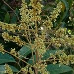 Matayba guianensis Blüte
