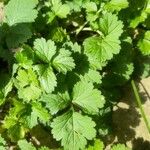 Geum macrophyllumHoja