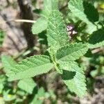 Lippia junelliana Leaf