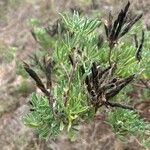 Lupinus arboreus Frutto