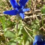 Gentiana brachyphylla ফুল