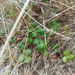 Fragaria chiloensis 葉