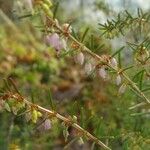 Erica erigena Flor