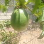 Passiflora edulis Fruit