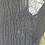 Fraxinus pennsylvanica кора