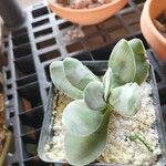 Crassula cotyledonis ഇല