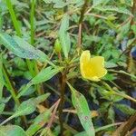 Ludwigia adscendens Blüte