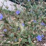 Cichorium intybus عادت داشتن