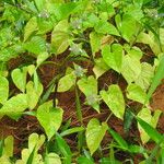 Jacquemontia tamnifolia Habitus