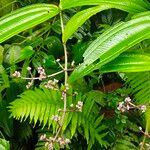 Oxyspora paniculata Blüte