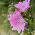 Malva alcea Virág