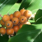 Etlingera corneri Fruit