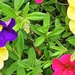 Calibrachoa parviflora List