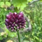 Allium rotundum Fleur
