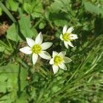 Nothoscordum bivalve Blomma