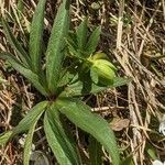 Helleborus viridis ശീലം