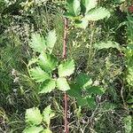 Rubus armeniacus Hoja