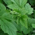 Geum laciniatum Leaf