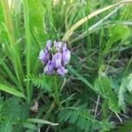 Astragalus danicus Blüte