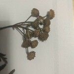 Tanacetum vulgare Цветок
