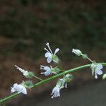Circaea lutetiana Flower