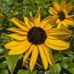 Helianthus debilis Blomma