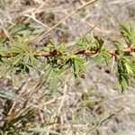 Vachellia hockii Leaf