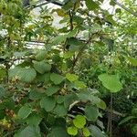 Actinidia chinensis Tervik taim