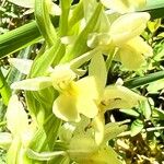 Dactylorhiza insularis Flower